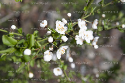 Gdańsk Siedlce. Winna Góra, okolice Widoku Macieja...