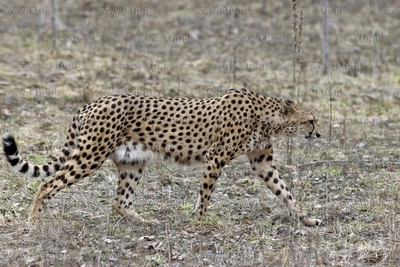 Gdansk. Oliwskie zoo. Nz gepard.
14.04.2013
fot....
