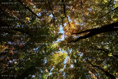 Sopot. Lisie Wzgorze.
14.10.2013
fot. Krzysztof Mystkowski...