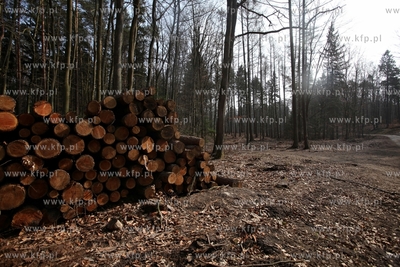 Gigantyczny wyrąb drzew w Trójmiejskim Parku Krajoobrazowym.
25.03.2015
fot....