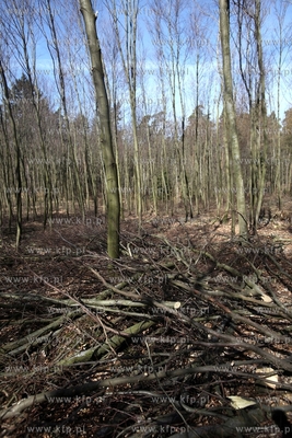 Scinka drzew w Trójmiejskim Parku Krajobrazowymw w...