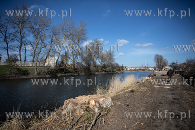 Trwa wycinka wiekowych drzew wzdłuż opływu Motławy...