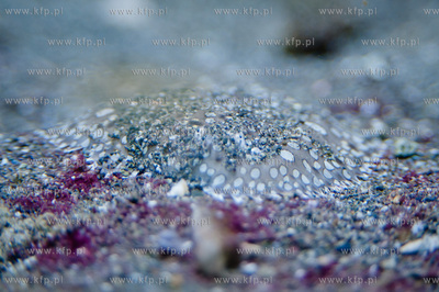 Akwarium Gdynskie Morskiego Instytutu Rybackiego -...