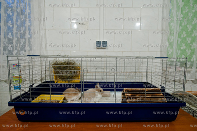 Sopockie Uszakowo - Centrum Adopcyjne Krolikow.
29.03.2013
fot....