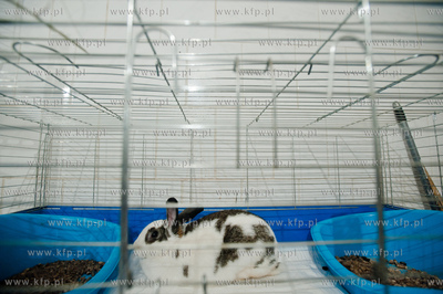 Sopockie Uszakowo - Centrum Adopcyjne Krolikow.
29.03.2013
fot....