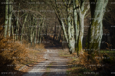 Gdansk. Oliwa, Trojmiejski Park Krajobrazowy. Sciezka...