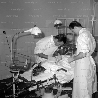 Lecznica dla zwierząt przy ul. Kaprów 10 w Gdańsku...