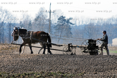 Wiczlino k/Gdyni. Edmund Meieronke obsiewa pole siewnikiem...