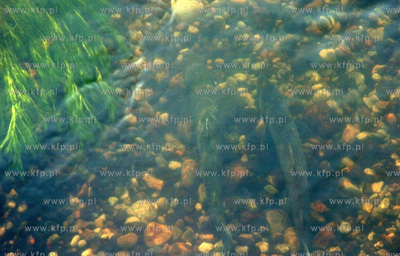 Smoldzino na przeplawce w elektrowni wodnej,  trwa...