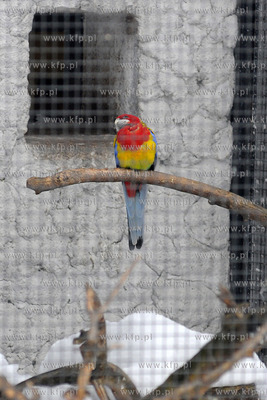 Zima w Miejskim Ogrodzie zoologicznym Wybrzeza w Gdansku...