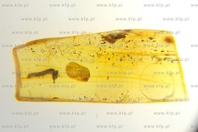 Targi Bursztynu, Bizuterii i Kamieni Jubilerskich Amberif...