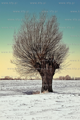 Pomorskie. Zima w Cedrach Wielkich
23.01.2010
Fot.Jan...