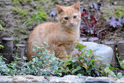 Kot o imieniu Rudy 102 19.07 .2011 Fot. Andrzej J....