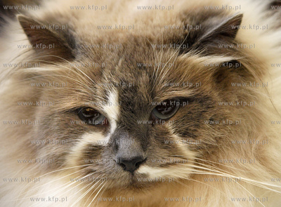 Gdansk. Galeria Baltycka. Obchody swiatowego dnia kota....