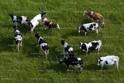 Wypas krow na polskich lakach. NZ laki i stado w okolicy...