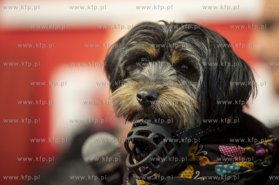 46. Festiwal Polskich Filmów Fabularnych w Gdyni....