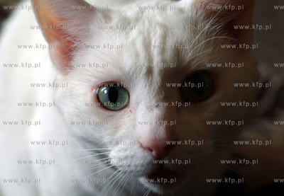 Kot. 22.06.2004 fot. Krzysztof Mystkowski /KFP