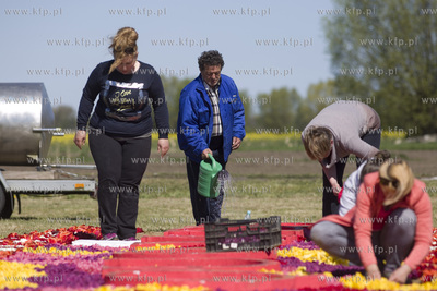 Mokry Dwór koło Pruszcza Gd.  Przygotowania do Żuławskiego...