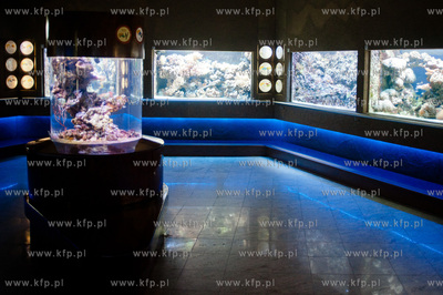 Akwarium Gdynskie Morskiego Instytutu Rybackiego -...