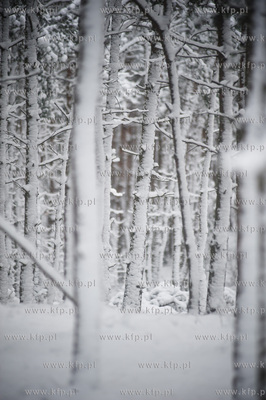 Ggansk. Gorki Zachodnie. Osniezony zimowy krajobraz...