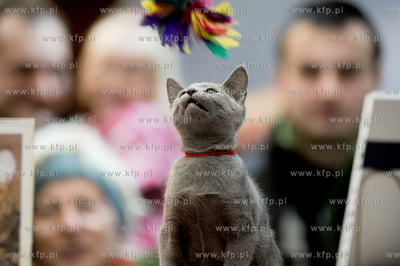 Swiatowy Dzien Kota w Galerii Baltyckiej. Obchodom...