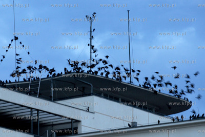 Tysiace ptakow przeslonilo w sobote wieczorem niebo...