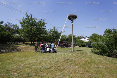 Kowale. Obraczkowanie bocianow bialych. Akcja odbywa...