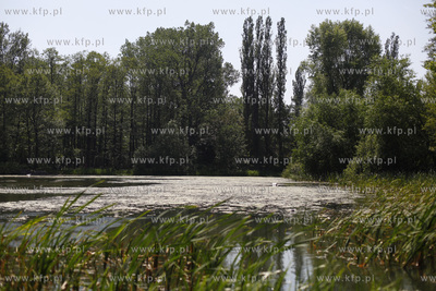 Pusty Staw - jezioro na gdanskich Stogach.
30.05.2011
fot....