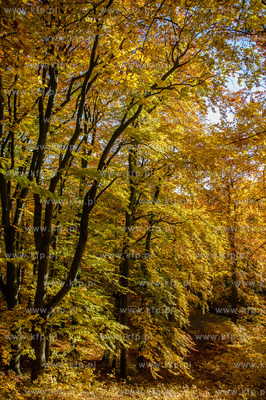 Gdansk. Jesienne, sloneczne przedpoludnie w Parku Orunskim.
27.10.2015
fot....