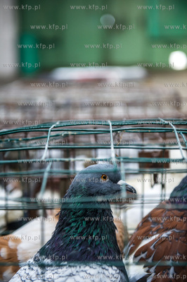 Zespol Szkol Rolniczych w Rusocinie. Wystawa Golebi...