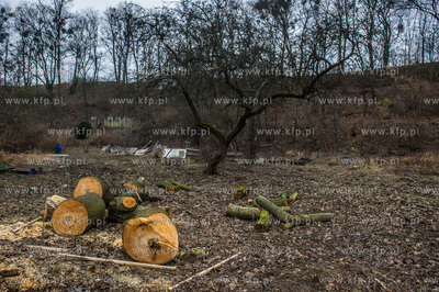 Gdańsk. Wycięte drzewa na jednej z działek przy...