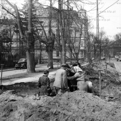 Pracownicy zieleni miejskiej podczas sadzenie drzew...