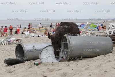 Krynica Morska. Dzik odwiedzil plaze, aby pozywic sie...