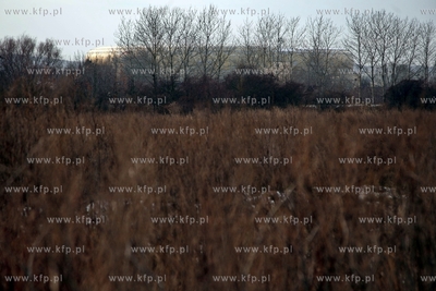 Gdansk Letnica. Skladowiskopopilow z Eletrocieplowni...