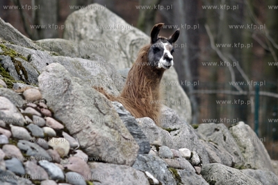 Gdansk. Oliwskie zoo. Nz lama.
14.04.2013
fot. Krzysztof...