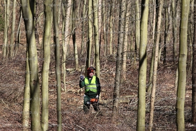 Scinka drzew w Trójmiejskim Parku Krajobrazowymw w...