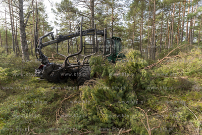 Wycinka lasu w okolicach Słajszewa w woj. pomorskim...