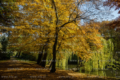 Gdansk. Jesienne, sloneczne przedpoludnie w Parku Orunskim.
27.10.2015
fot....