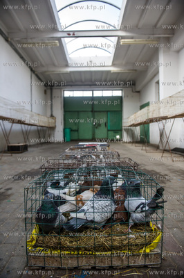 Zespol Szkol Rolniczych w Rusocinie. Wystawa Golebi...