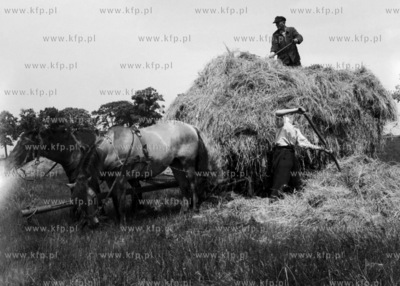 Żniwa na Żuławach. (Lata60).
1960
0006646z
Fot....