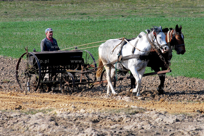 Wiczlino k/Gdyni. Edmund Meieronke obsiewa pole siewnikiem...