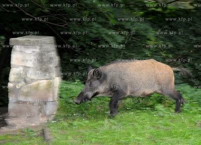 Dziki pojawily sie przy karczmie Harnas w okolicach...