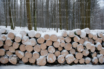 Powiat Bytowski. Lasy panstwowe. Wycinka drzew.
19.01.2010
fot....