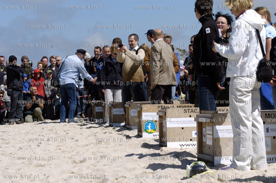 Siedem fok szarych zostalo wypuszczonych do Baltyku...
