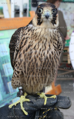 "Zwiedzaj swoj las"  Lesny Festyn Rekreacyjny na Molo...