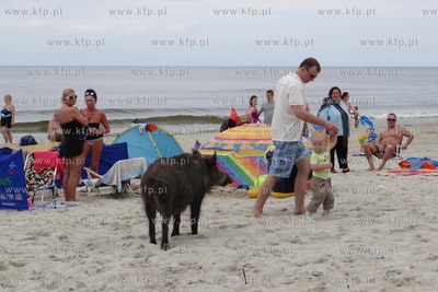 Krynica Morska. Dzik odwiedzil plaze, aby pozywic sie...