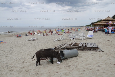 Krynica Morska. Dzik odwiedzil plaze, aby pozywic sie...