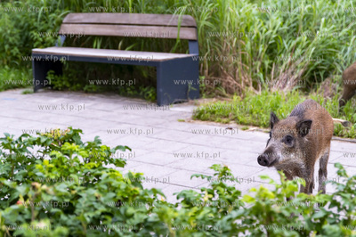 Gdańsk, Park Prezydenta Ronalda Reagana. Dziki spacerujące...