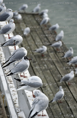 Gdańsk-Brzeźno. Mewy na molo. 29.12.2018 Fot. Maciej...