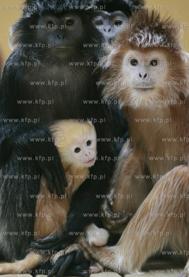 Walentynkowy nastroj udzielil sie niektorym mieszkancom...